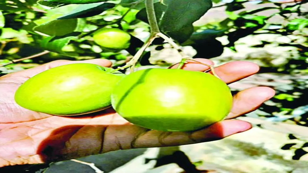 شجرة السدر رمز يحفظ ذاكرة الإمارات الوطنية في عمق هويتها الثقافية